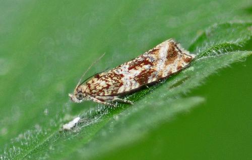 Réf. 268 864 : Celypha sp.